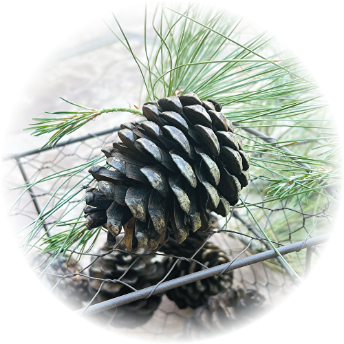 Natural Pinecones, 20 cones per bag, scented or unscented - Candlemazing